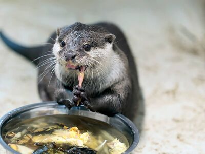 Neubau Ottergehege im Tierpark Fauna