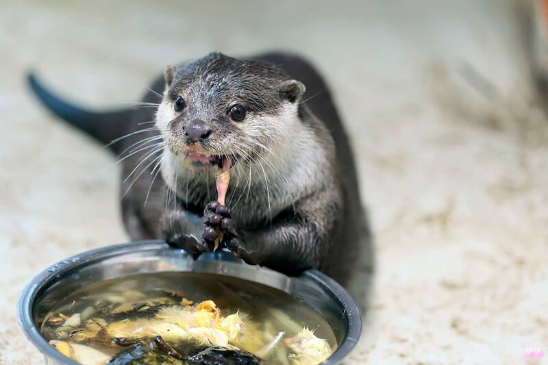 Neubau Ottergehege im Tierpark Fauna
