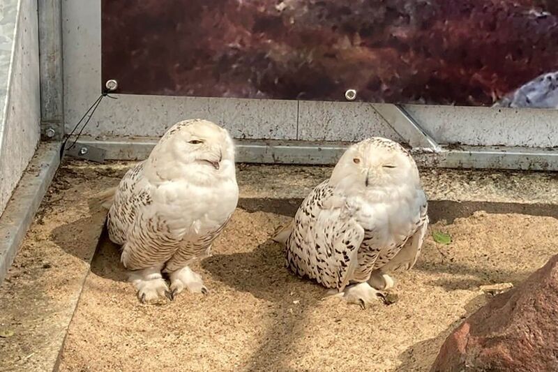 Schneeulen im neuen Gehege im Vogelpark Solingen